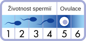 Životnost spermií