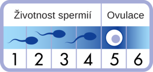 Životní cyklus spermií před dosažením vajíčka